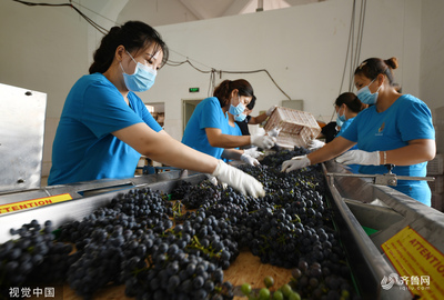 棗莊葡萄園豐收季 工人采摘忙，葡萄酒加工正當時